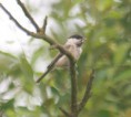 /album/my-local-birding-gallery/willow-tit-8-ossett-jpg/